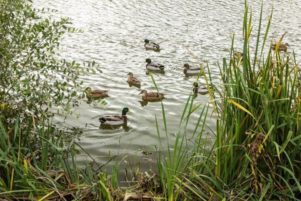 Mallard Lake South Cerney Esterno foto